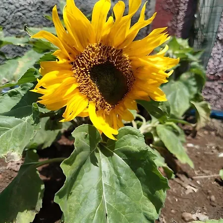 Paraiso Madeira - Gaula