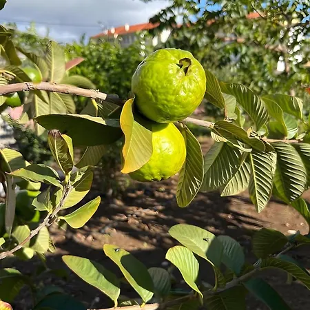 Paraiso Madeira - Gaula