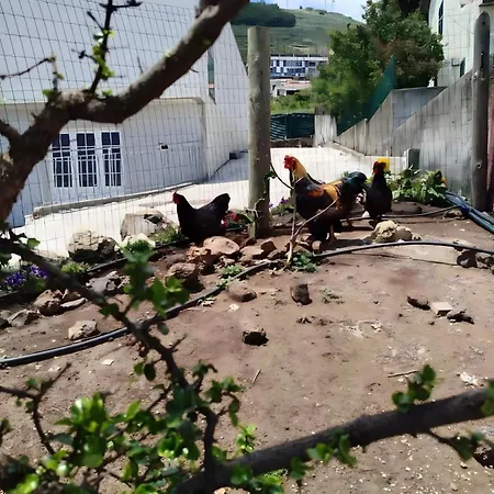 Paraiso Madeira - * 加乌拉