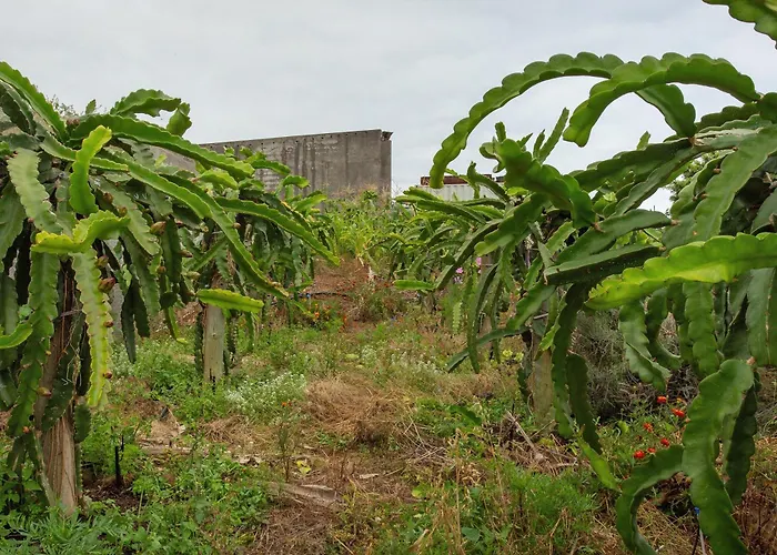 Paraiso Madeira - 加乌拉