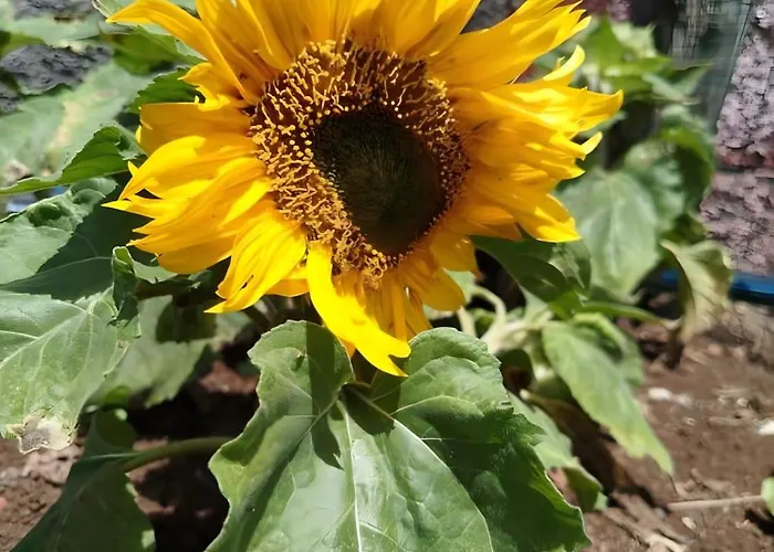 Paraiso Madeira - Gaula